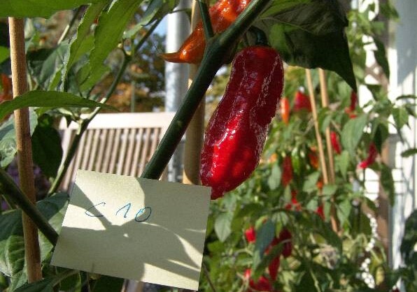 Chili Chili Hot Pepper
